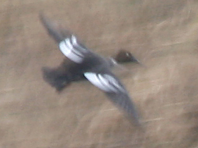 Common Goldeneye